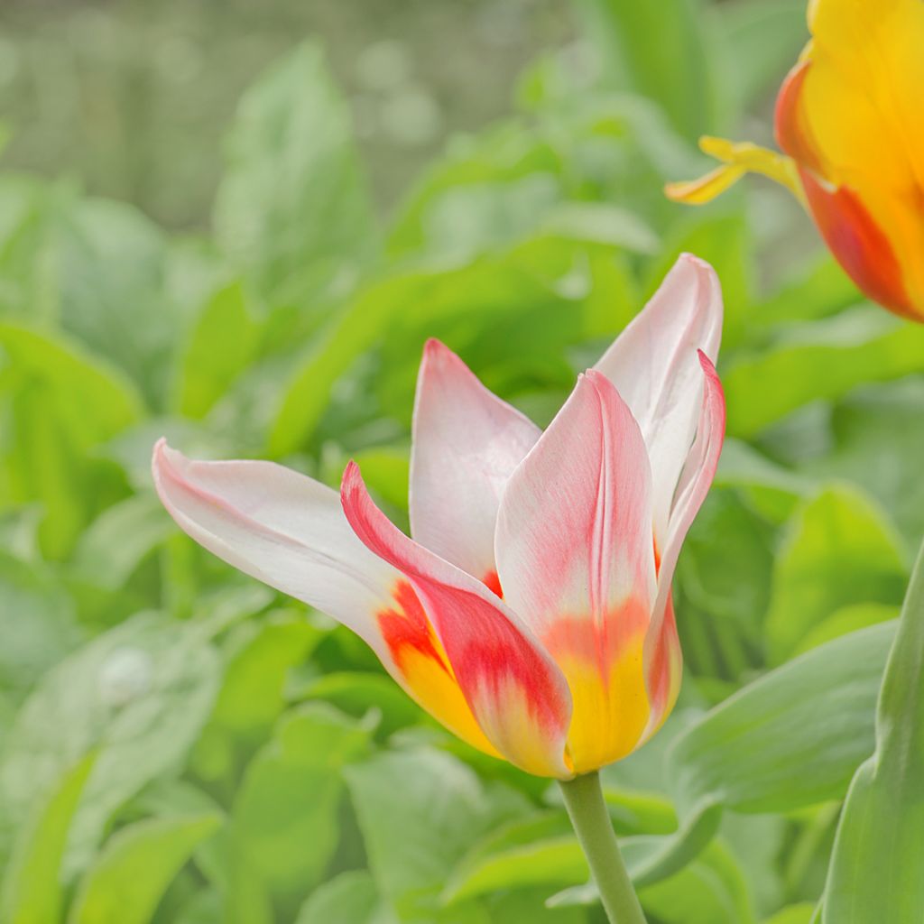 Tulipa greigii Mary Ann