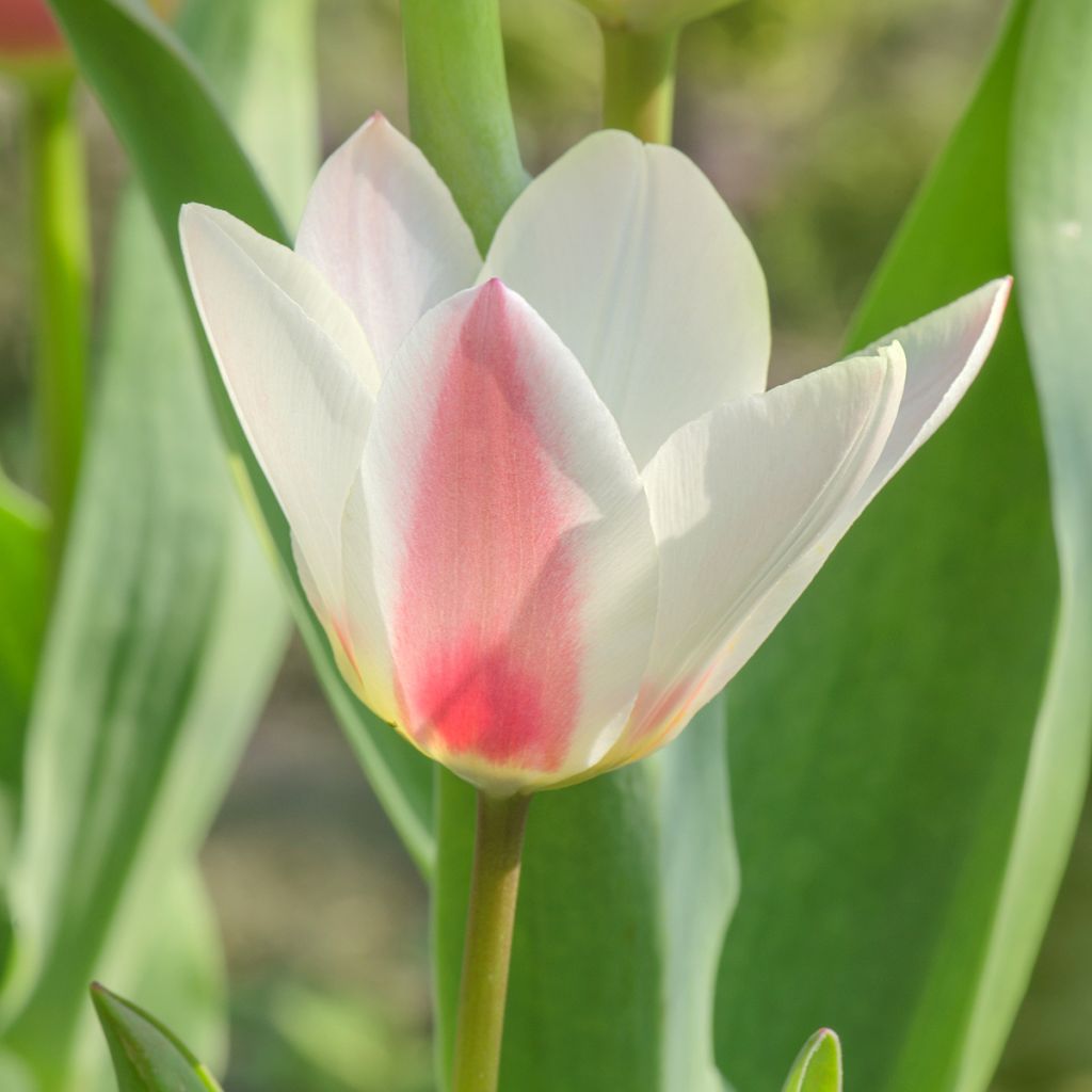 Tulipa greigii Mary Ann