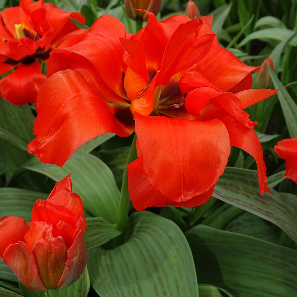 Tulipe botanique greigii Petit Chaperon Rouge Double