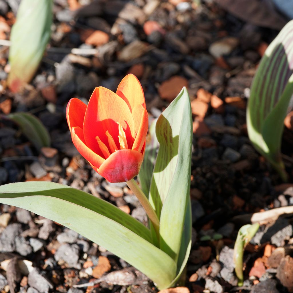 Tulipa greigii Chaperon Rouge Double