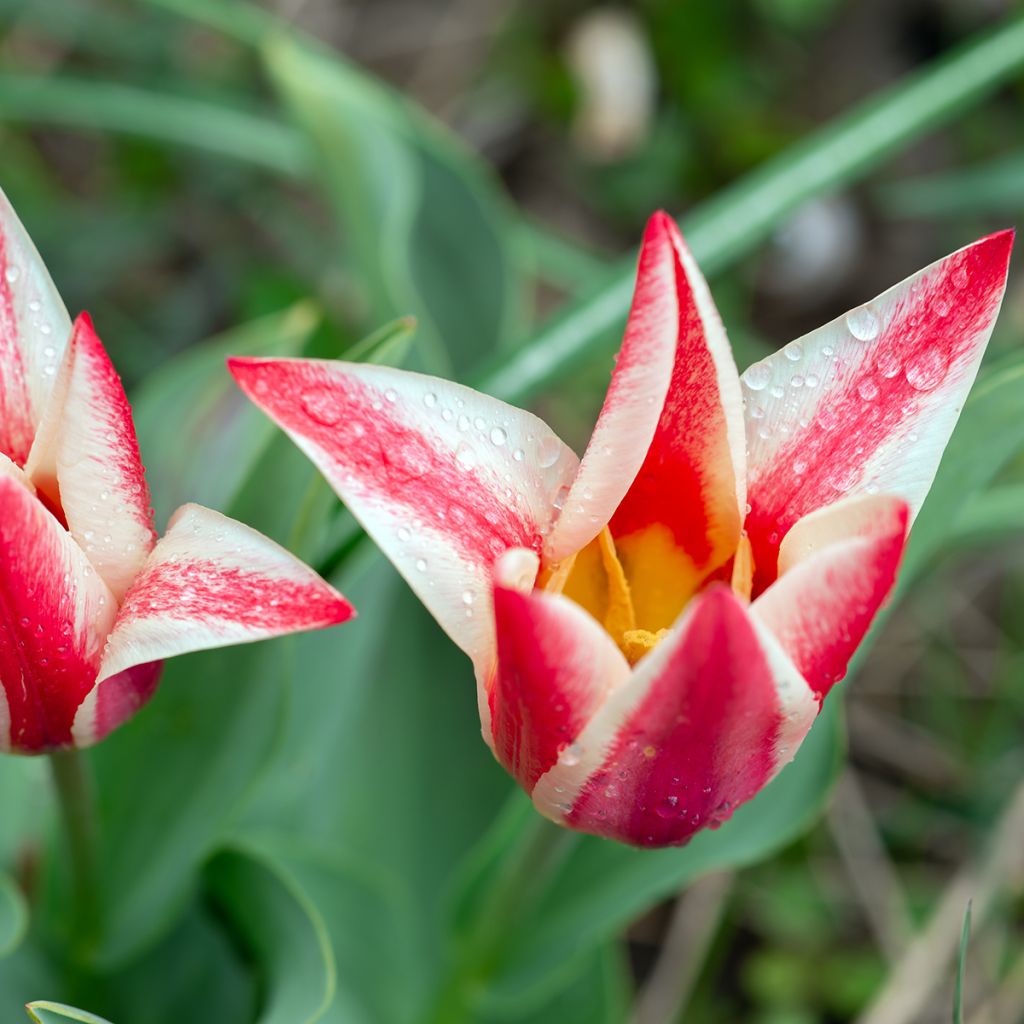 Tulipa greigii Pinocchio