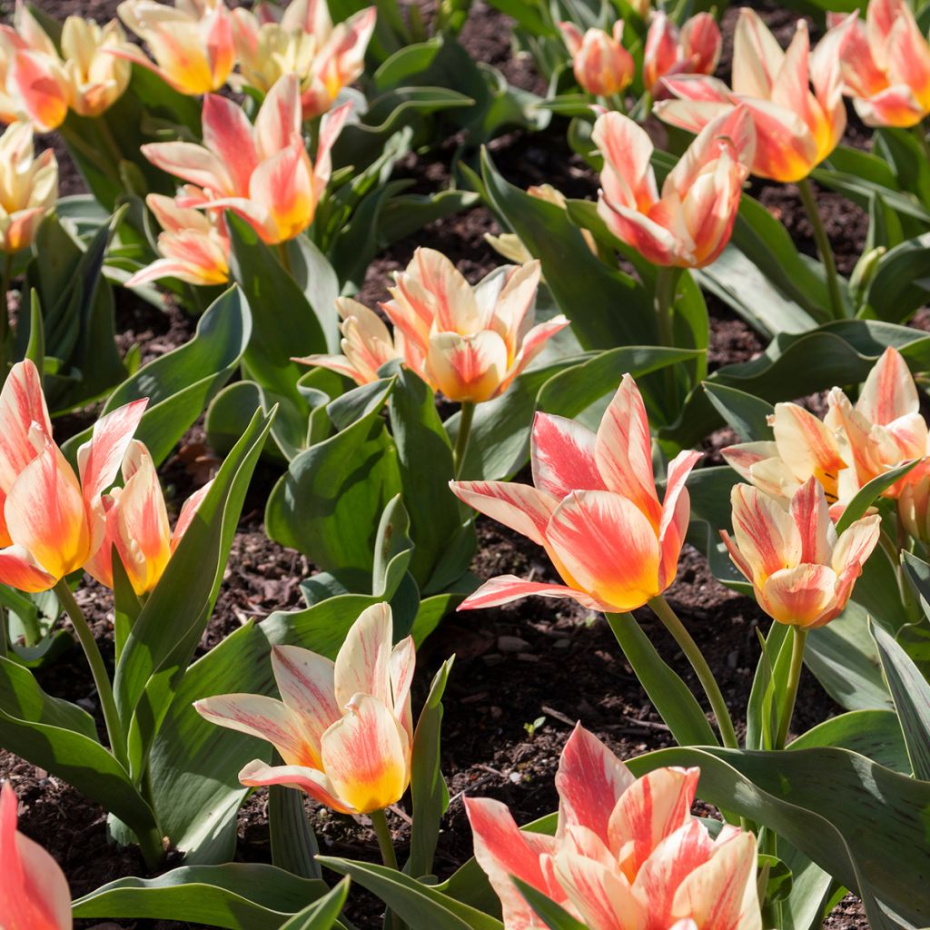 Tulipa greigii Pinocchio