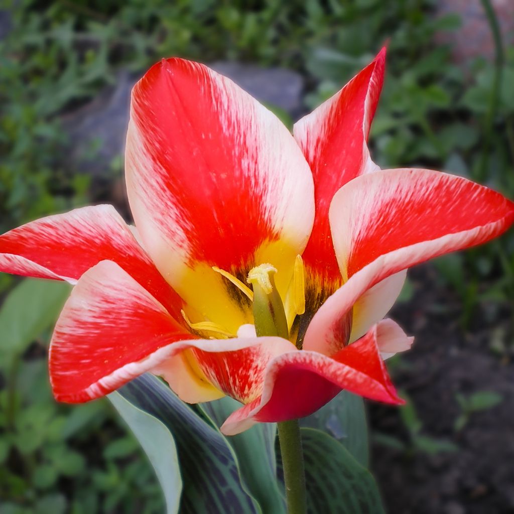 Tulipa greigii Pinocchio