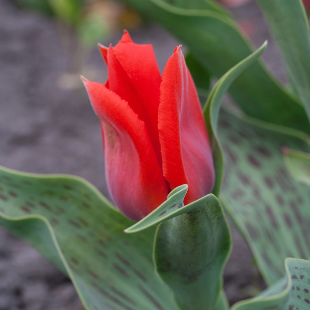 Tulipa greigii Princesse Charmante