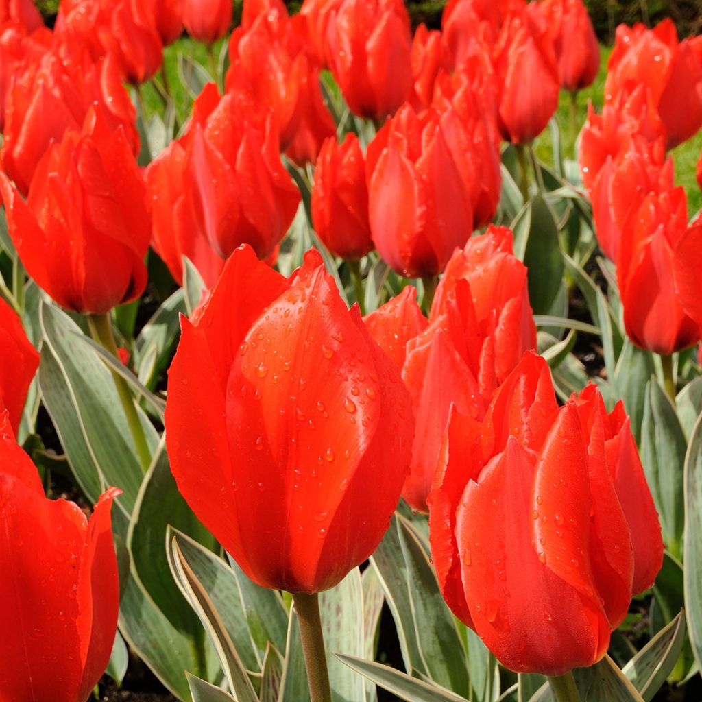 Tulipa greigii Rob Verlinden