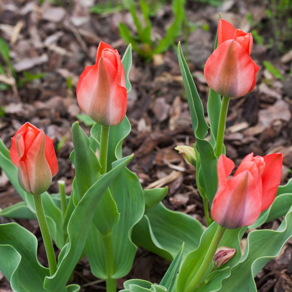 Tulipa greigii Toronto