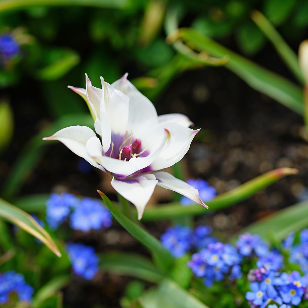 Tulipa humilis Albocaerula Oculata