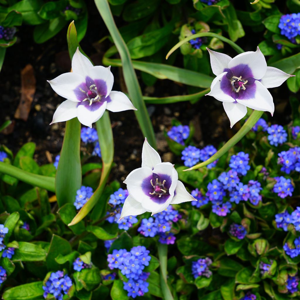 Tulipa humilis Albocaerula Oculata