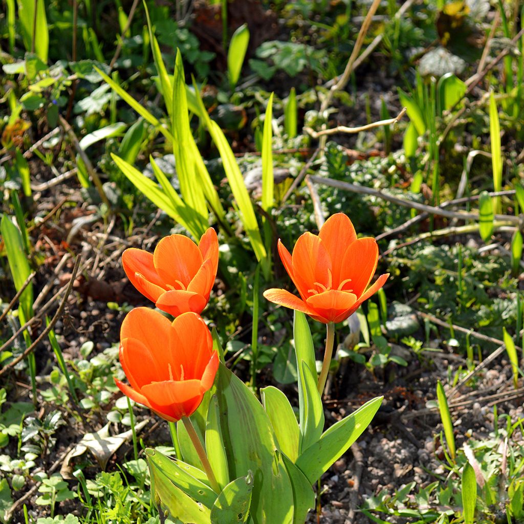 Tulipán Kaufmanniana Early Harvest