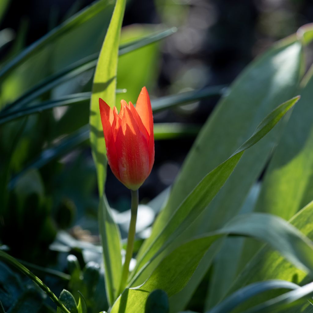 Tulipán Kaufmanniana Early Harvest