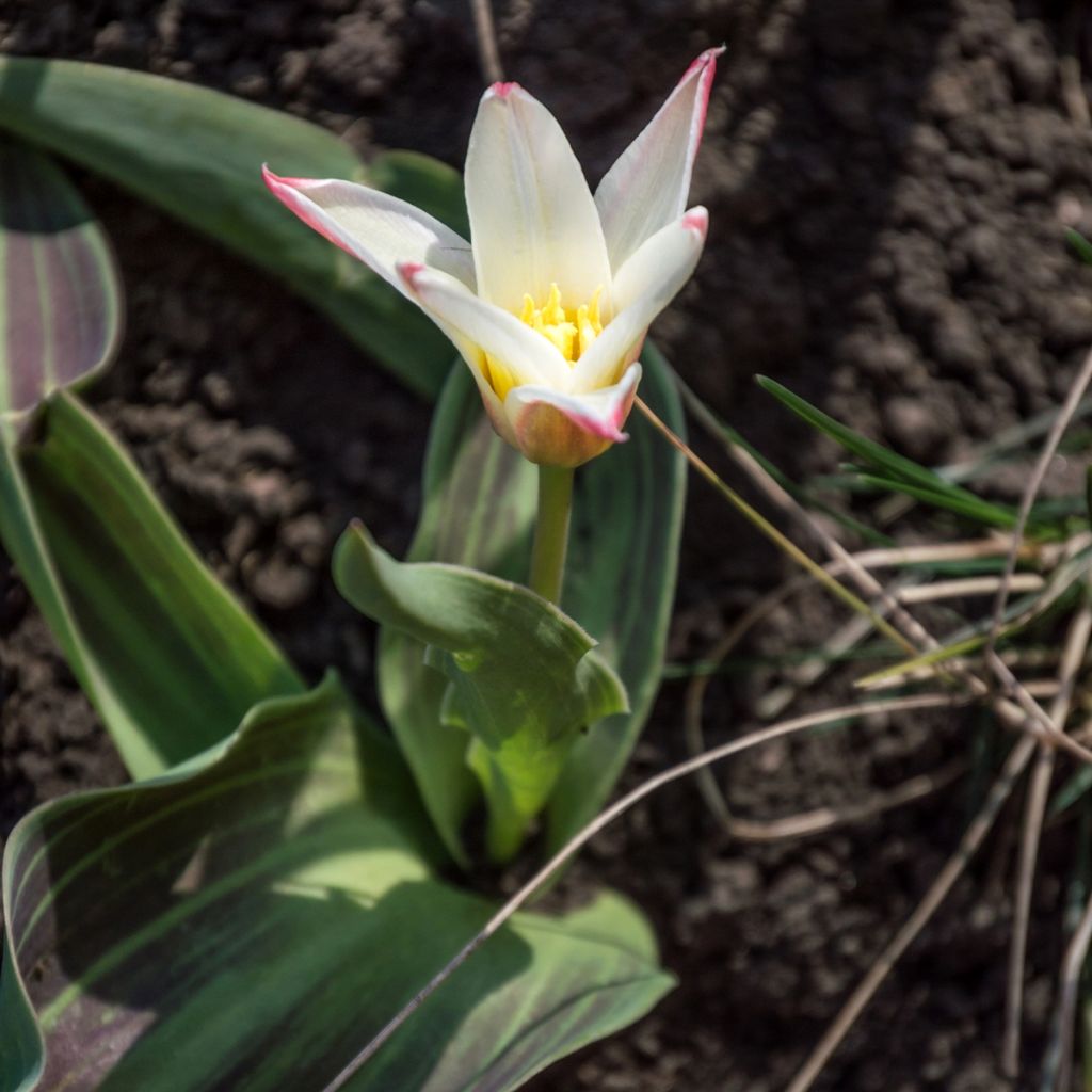 Tulipán Kaufmanniana Heart's Delight