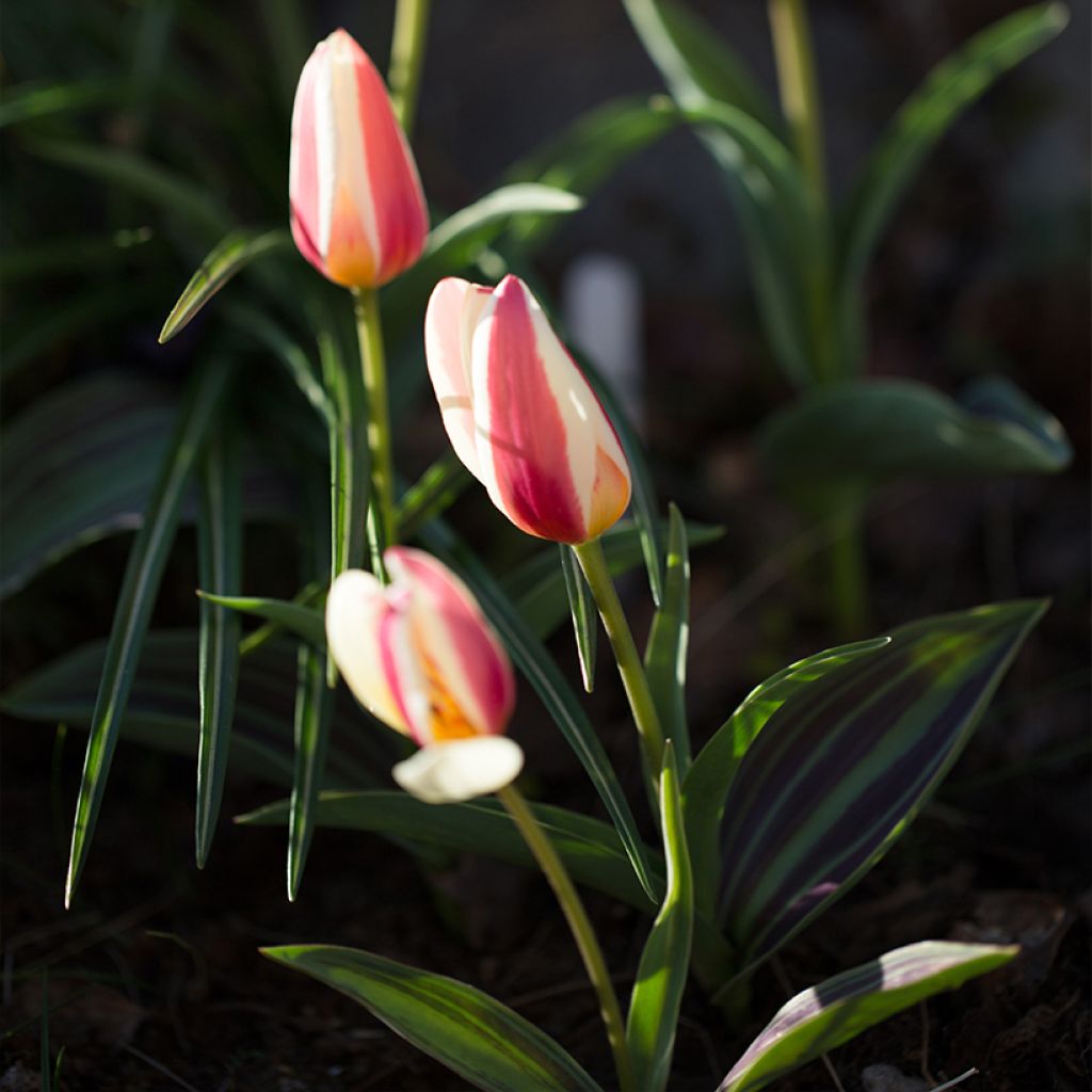 Tulipán Kaufmanniana Johann Strauss