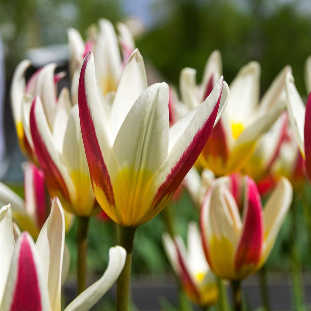 Tulipán Kaufmanniana Johann Strauss