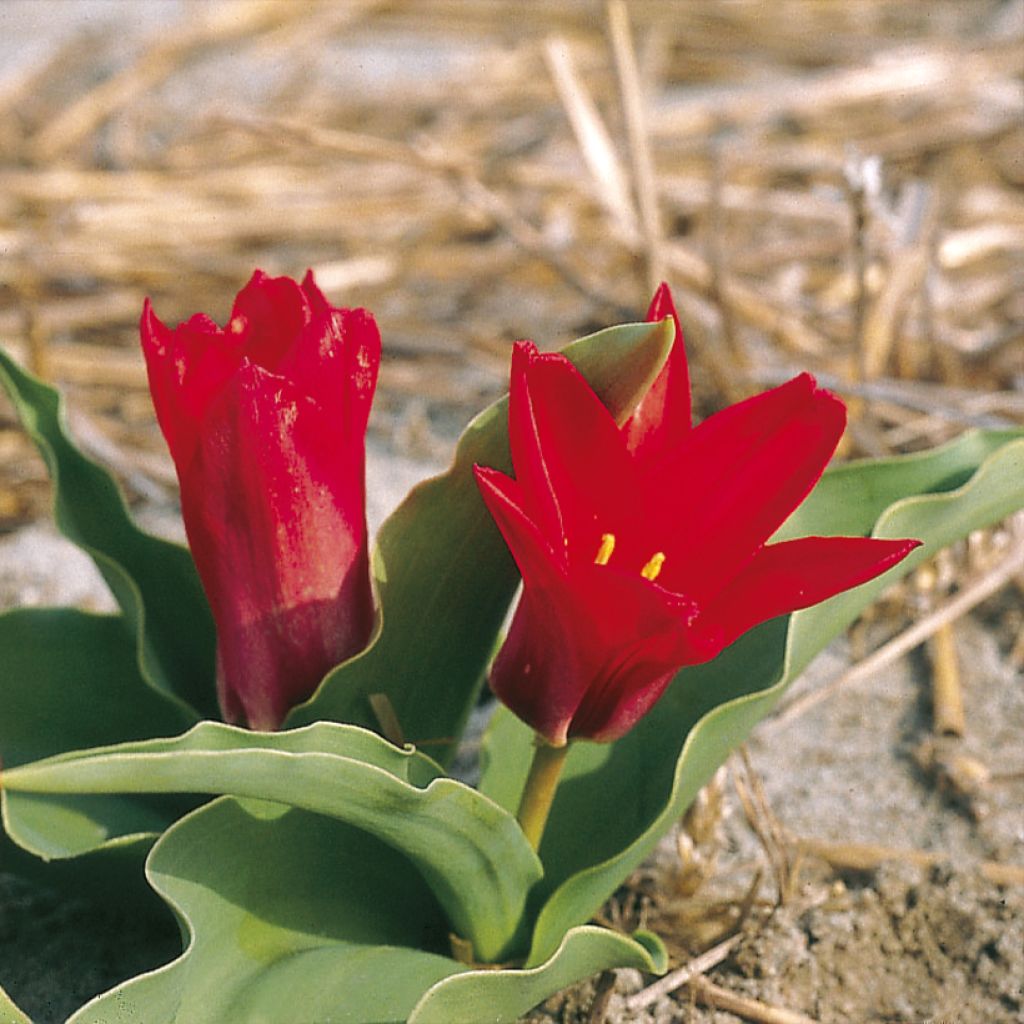 Tulipán Kaufmanniana Pink Dwarf