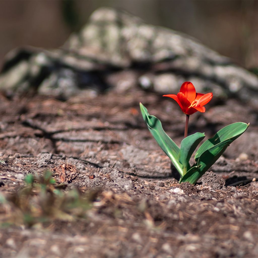 Tulipán Kaufmanniana Showwinner