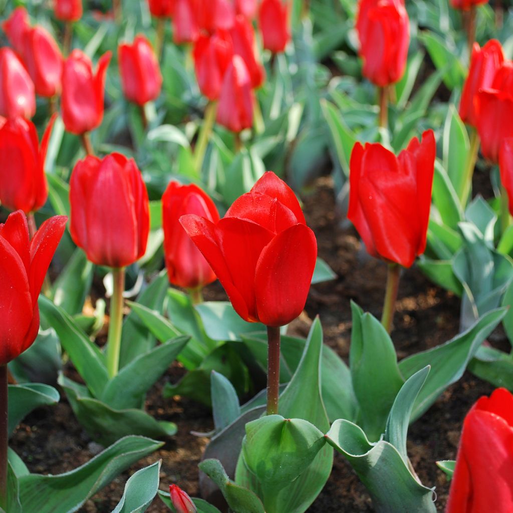 Tulipán Kaufmanniana Showwinner