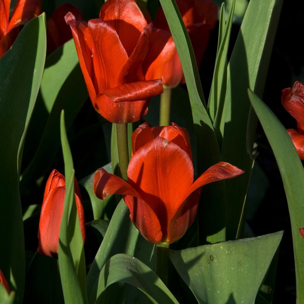 Tulipán Kaufmanniana Showwinner