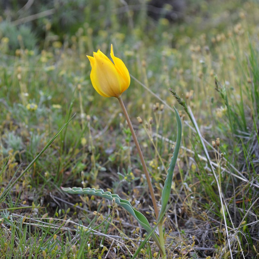 Tulipa kolpakowskiana - Tulipan botánico