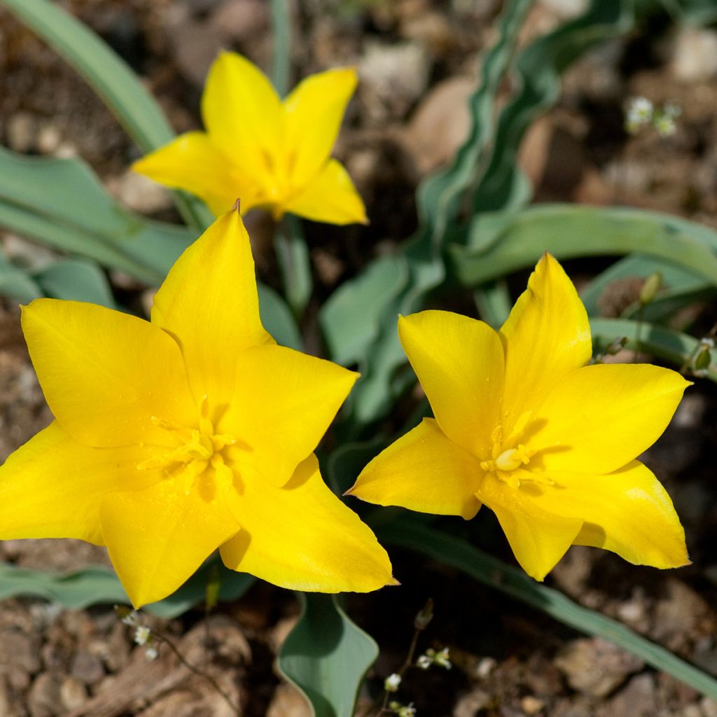 Tulipa kolpakowskiana - Tulipan botánico