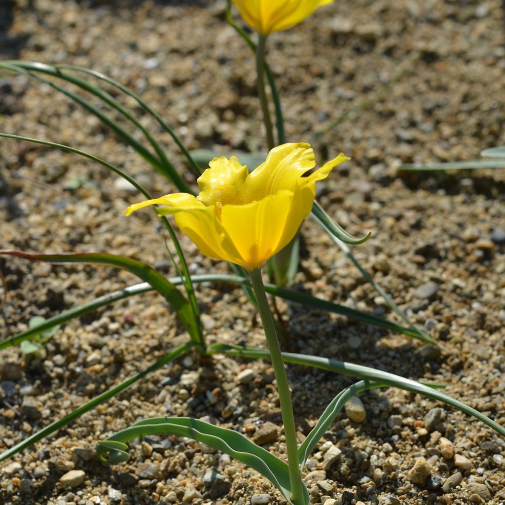 Tulipa kolpakowskiana - Tulipan botánico