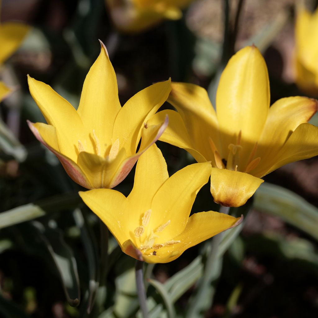 Tulipa kolpakowskiana - Tulipan botánico