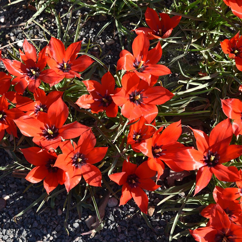 Tulipa linifolia - Tulipan botánico