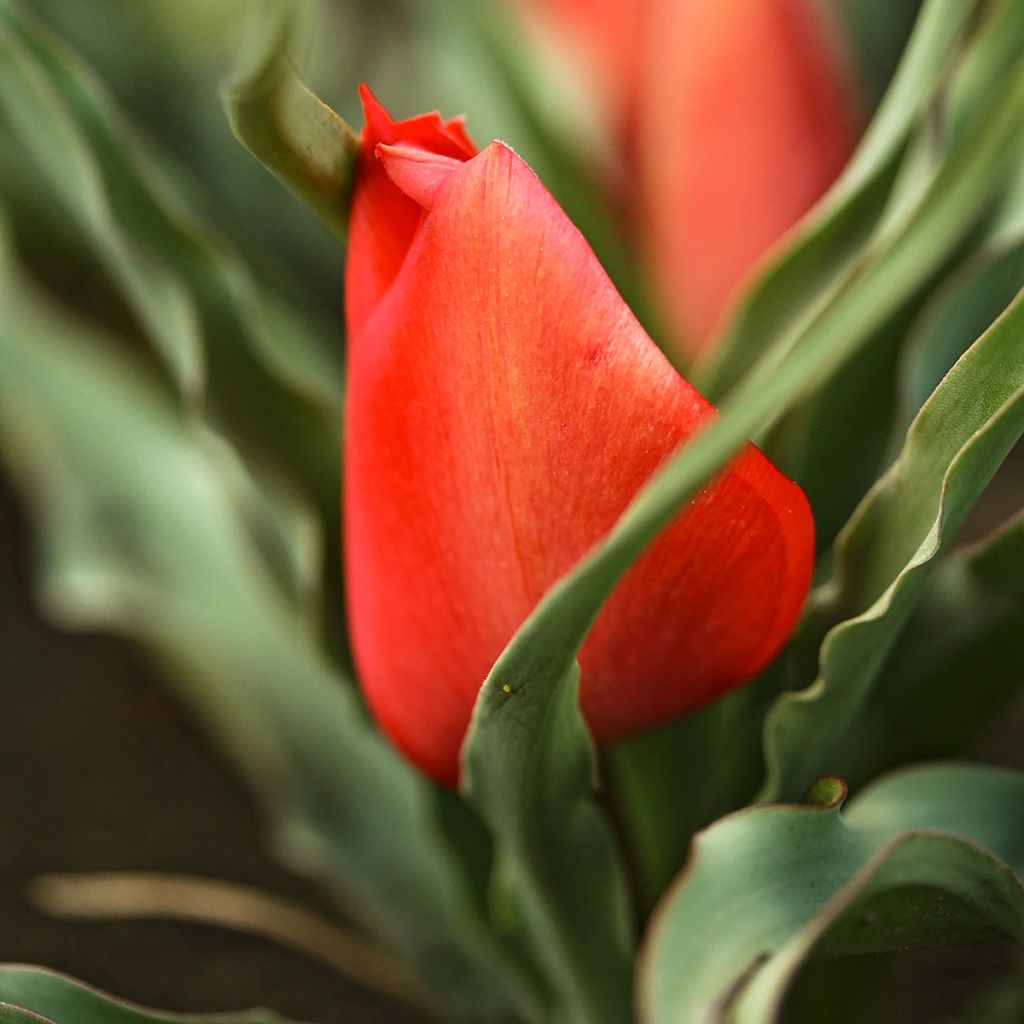 Tulipa linifolia - Tulipan botánico