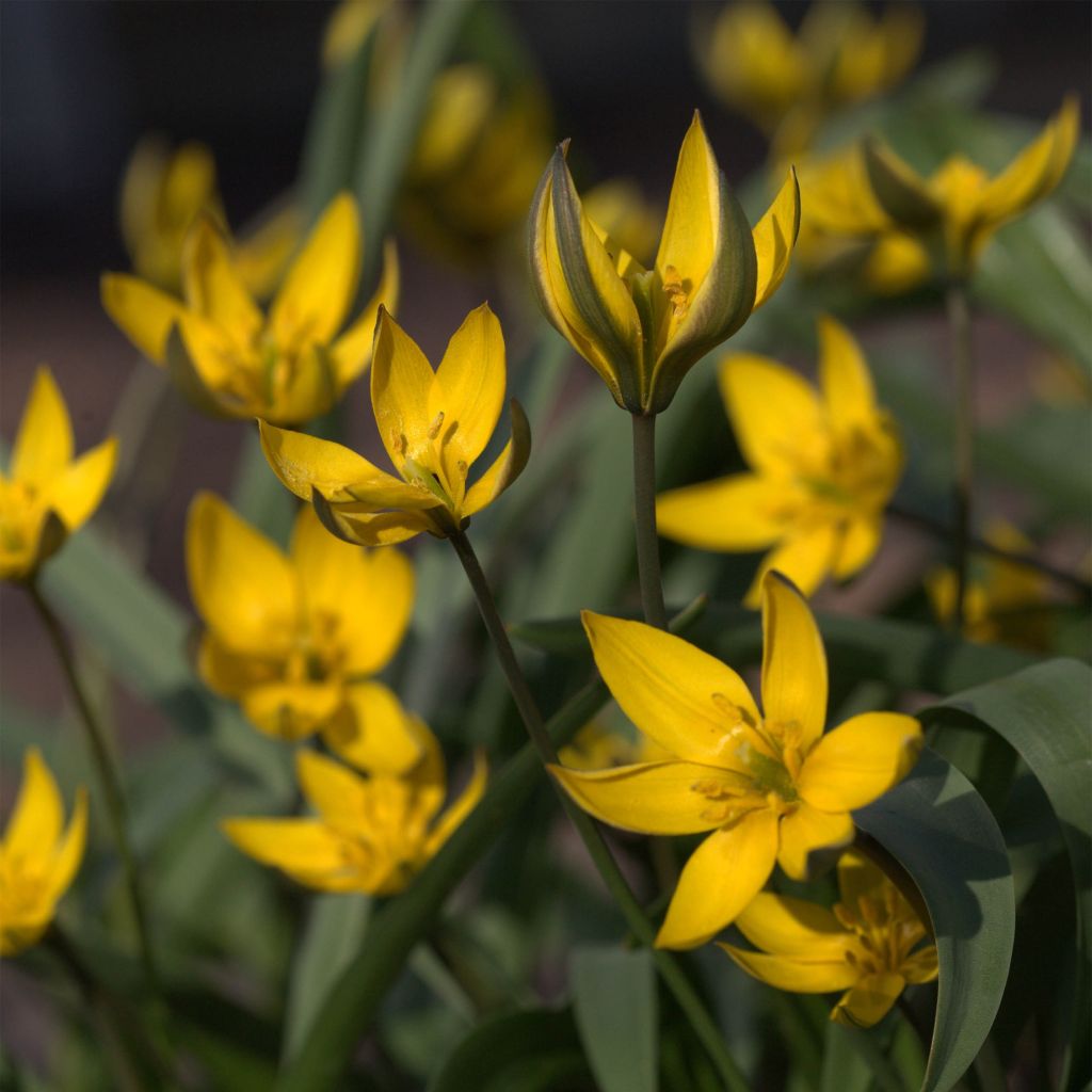 Tulipe botanique neustruevae