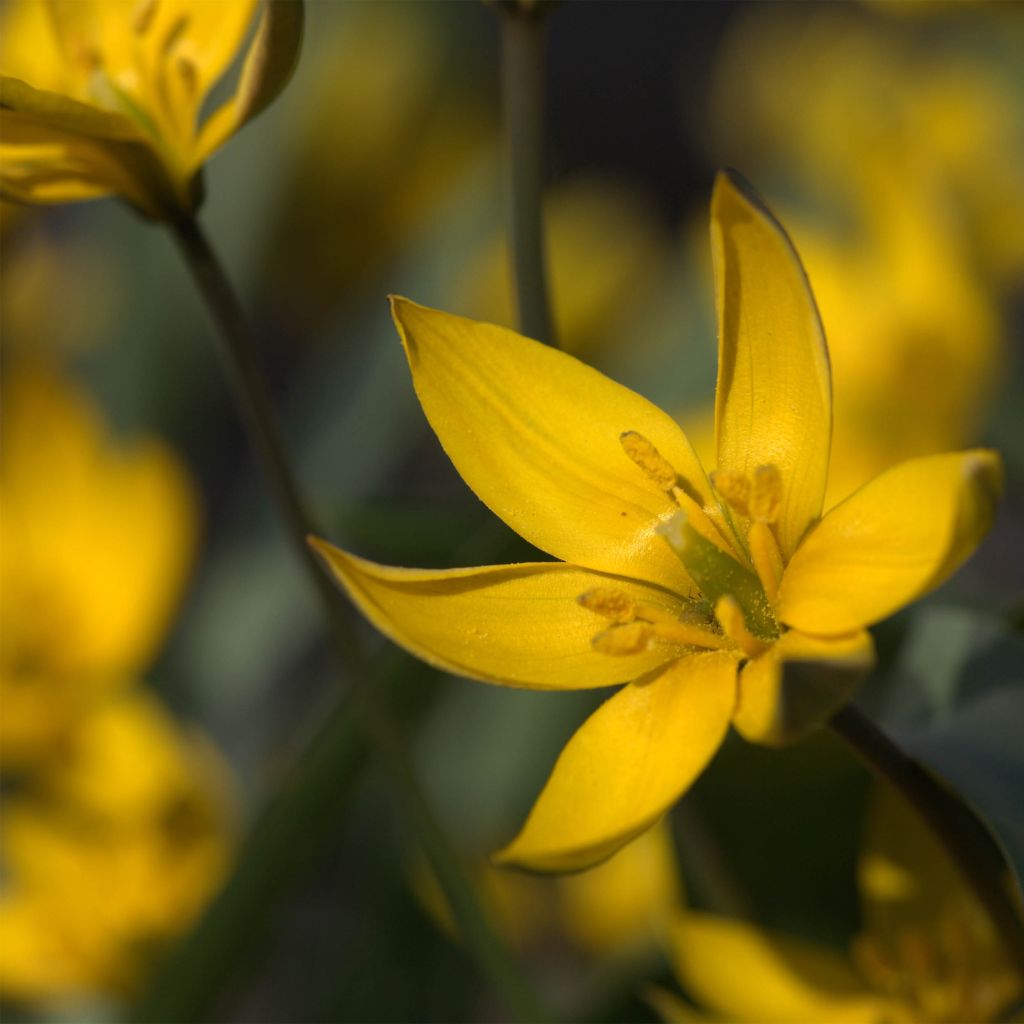 Tulipe botanique neustruevae