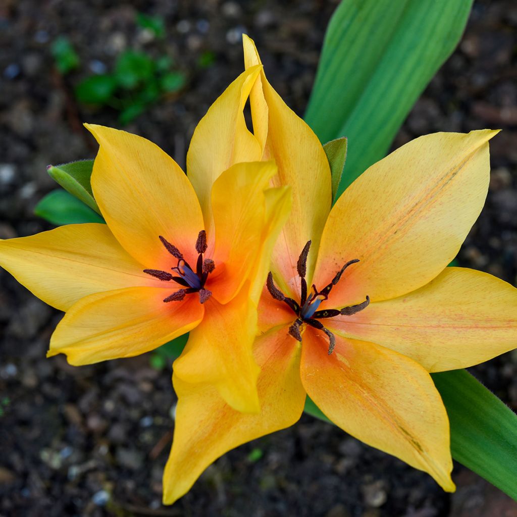 Tulipa orphanidea Flava