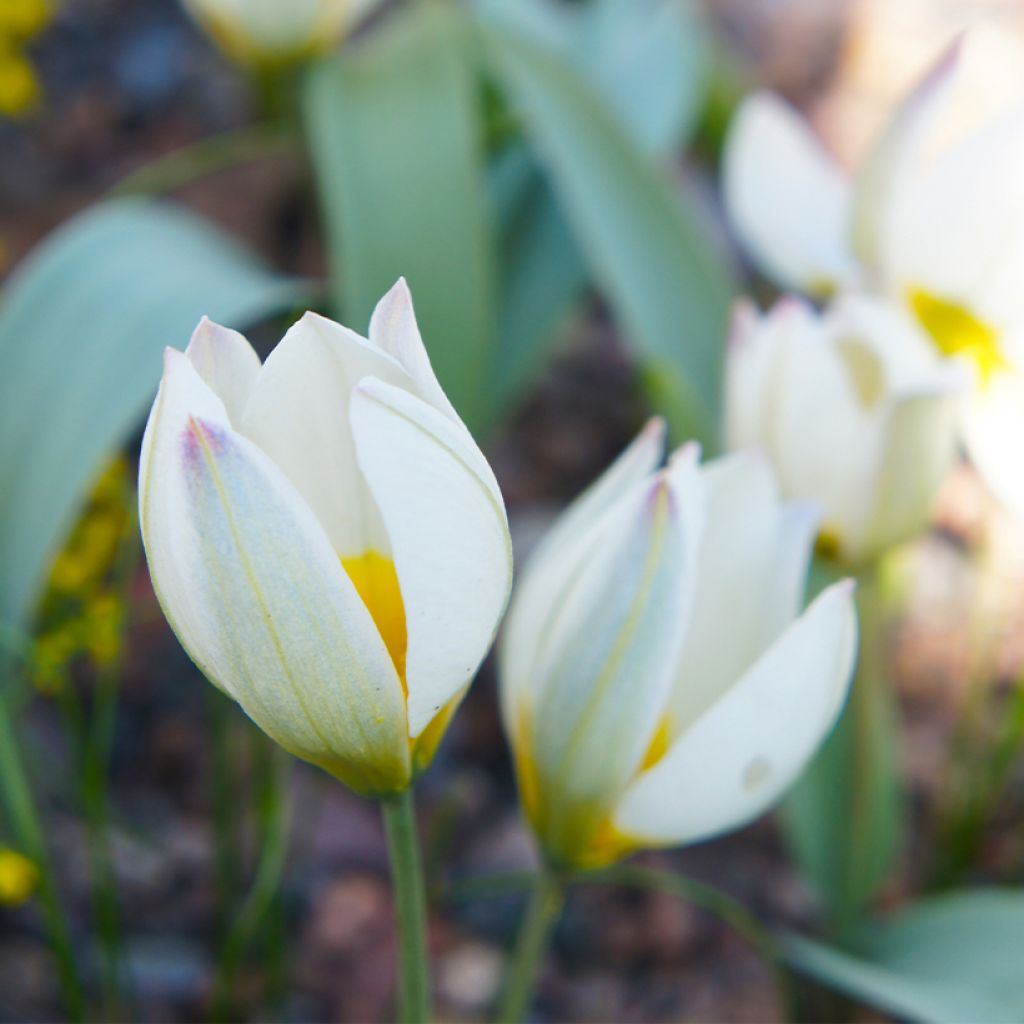 Tulipa polychroma - Tulipan botánico