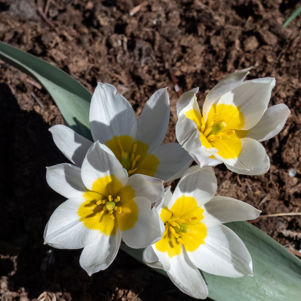 Tulipa polychroma - Tulipan botánico