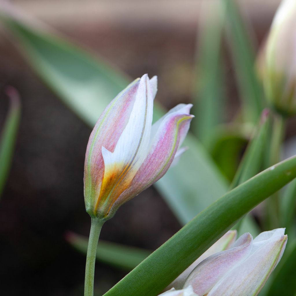 Tulipa polychroma - Tulipan botánico