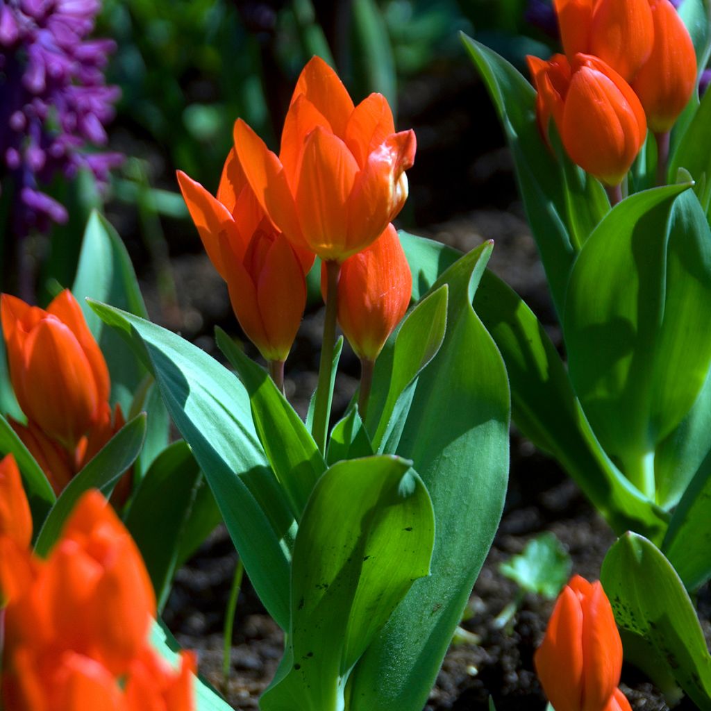 Tulipa praestans Fusilier