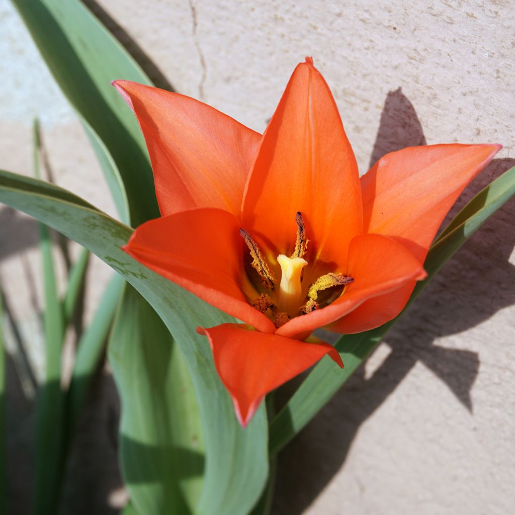 Tulipa praestans Fusilier