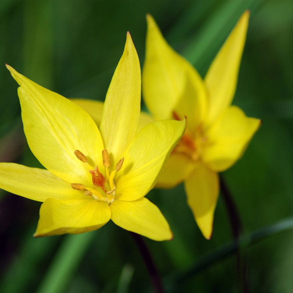 Tulipa sylvestris - Tulipan botánico