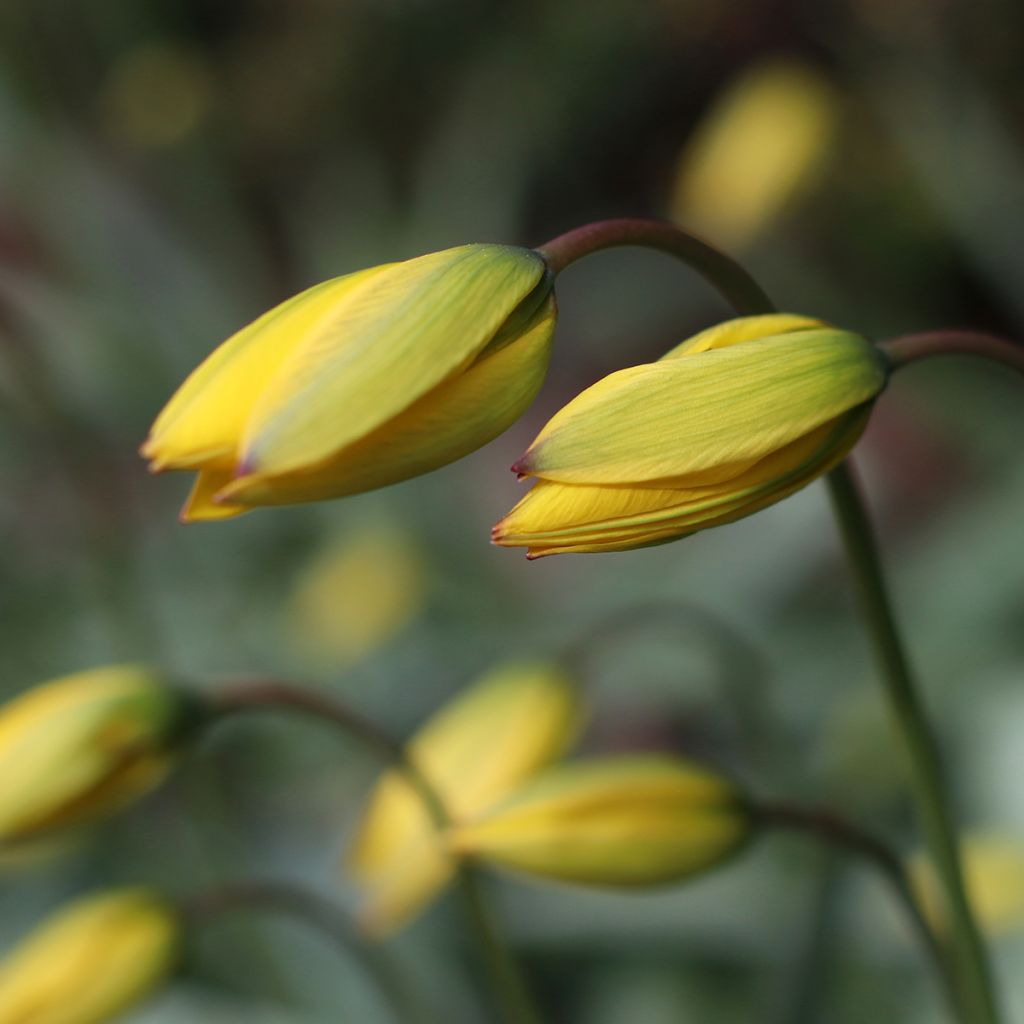 Tulipa sylvestris - Tulipan botánico