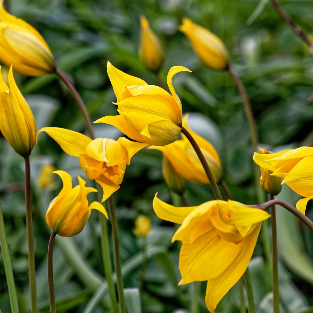 Tulipa sylvestris - Tulipan botánico