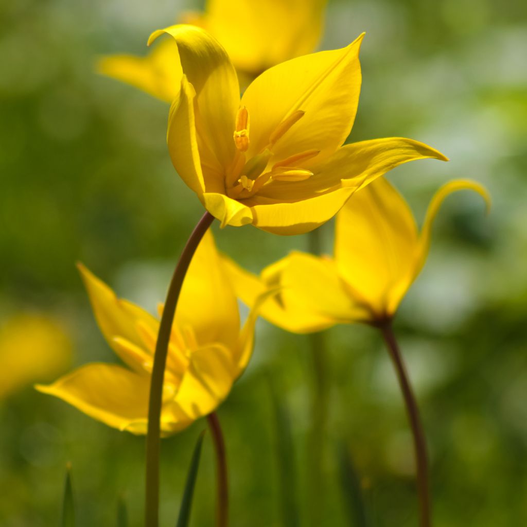 Tulipa sylvestris - Tulipan botánico