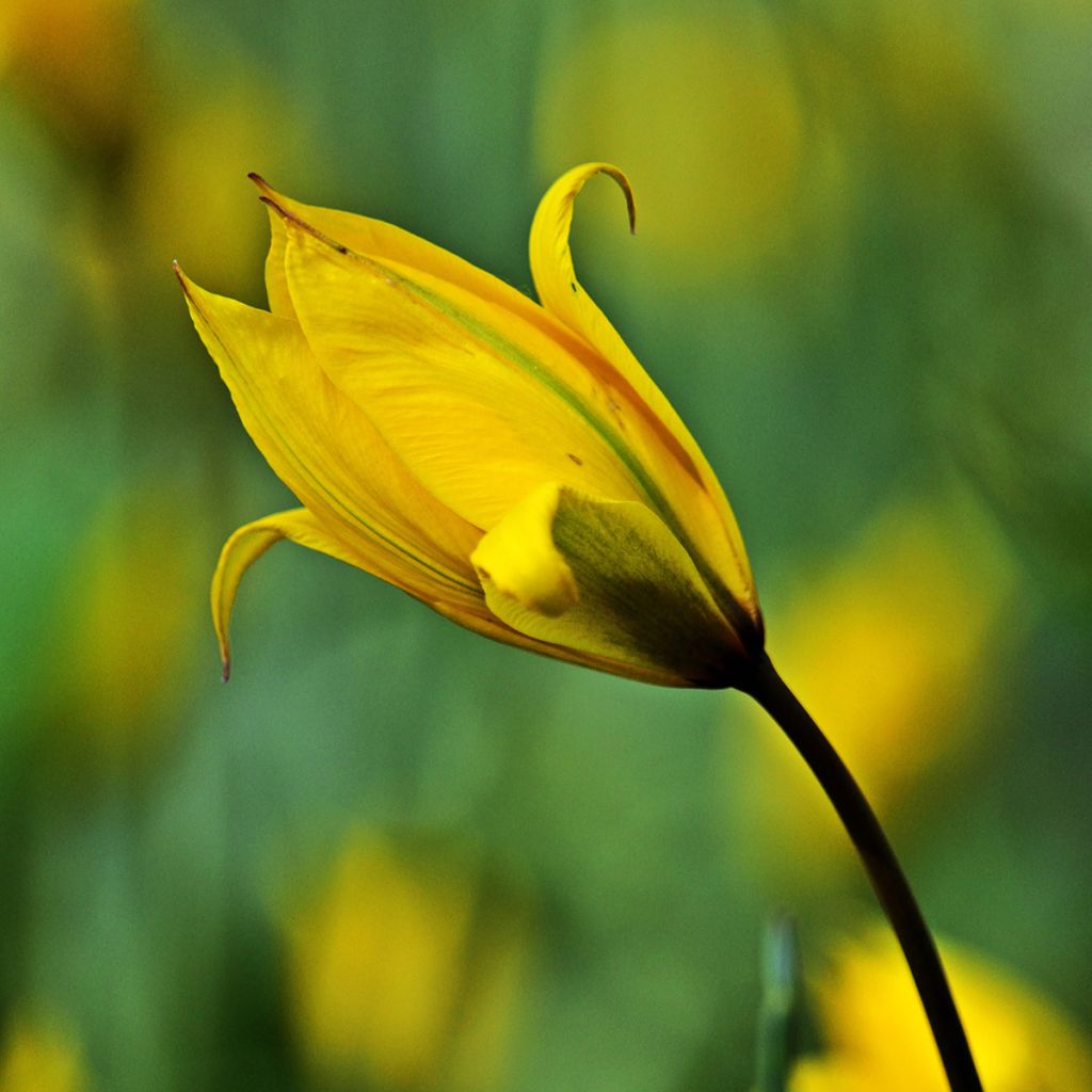 Tulipa sylvestris - Tulipan botánico