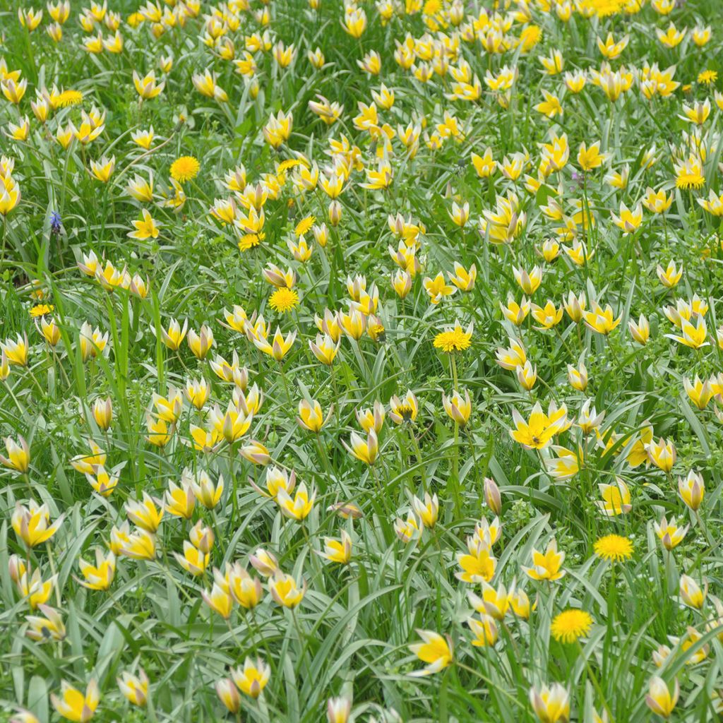 Tulipa sylvestris - Tulipan botánico