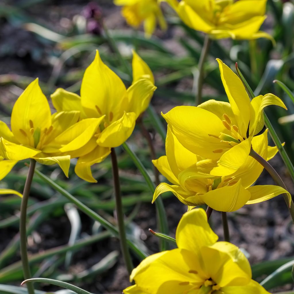 Tulipa sylvestris - Tulipan botánico