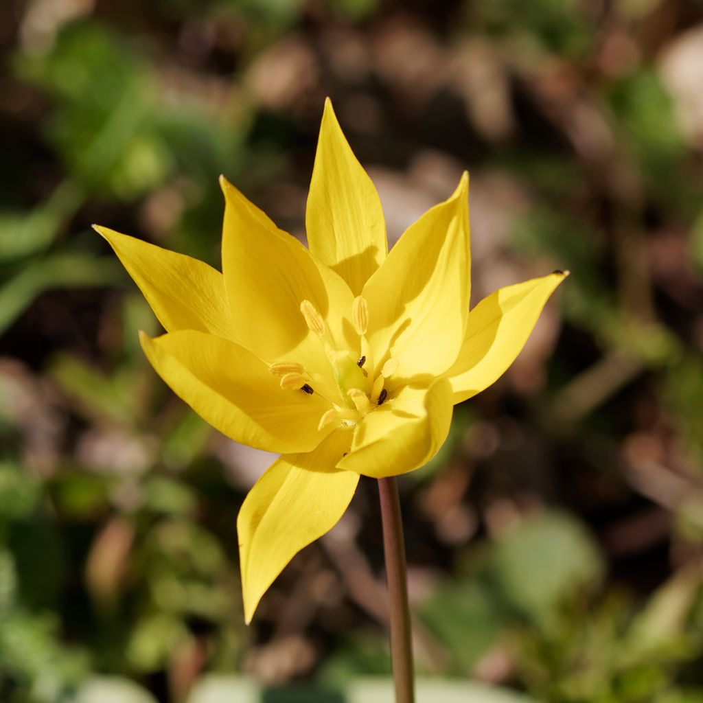 Tulipa sylvestris - Tulipan botánico