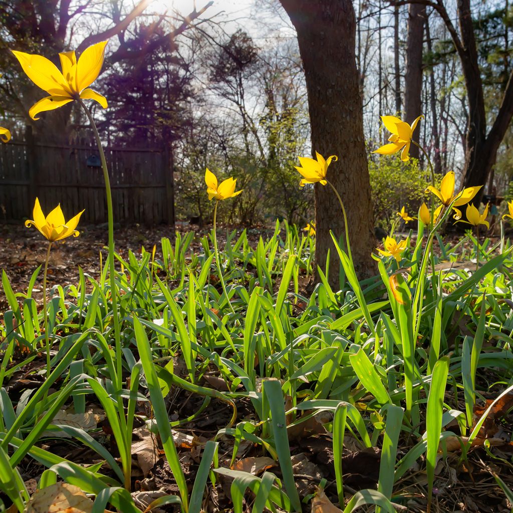 Tulipa sylvestris - Tulipan botánico