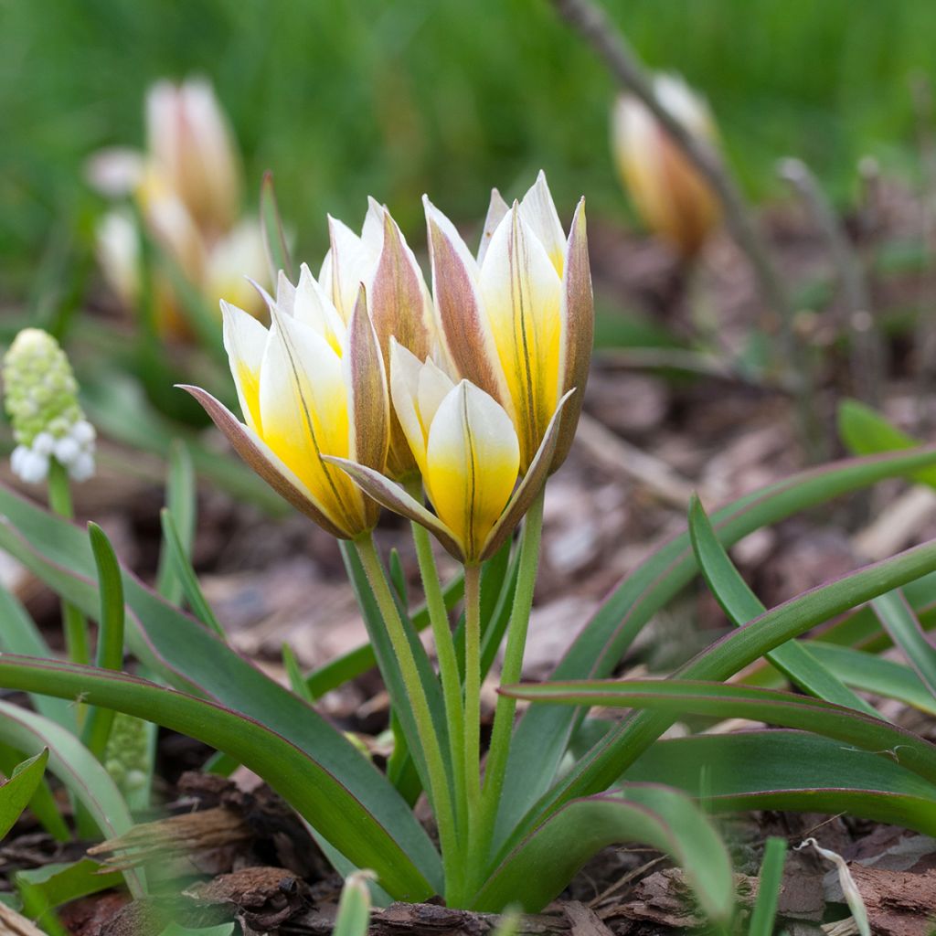 Tulipa tarda - Tulipan botánico