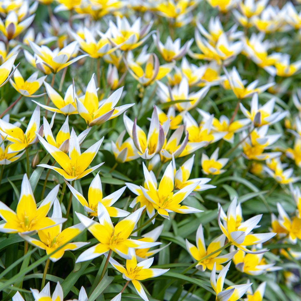 Tulipa tarda - Tulipan botánico