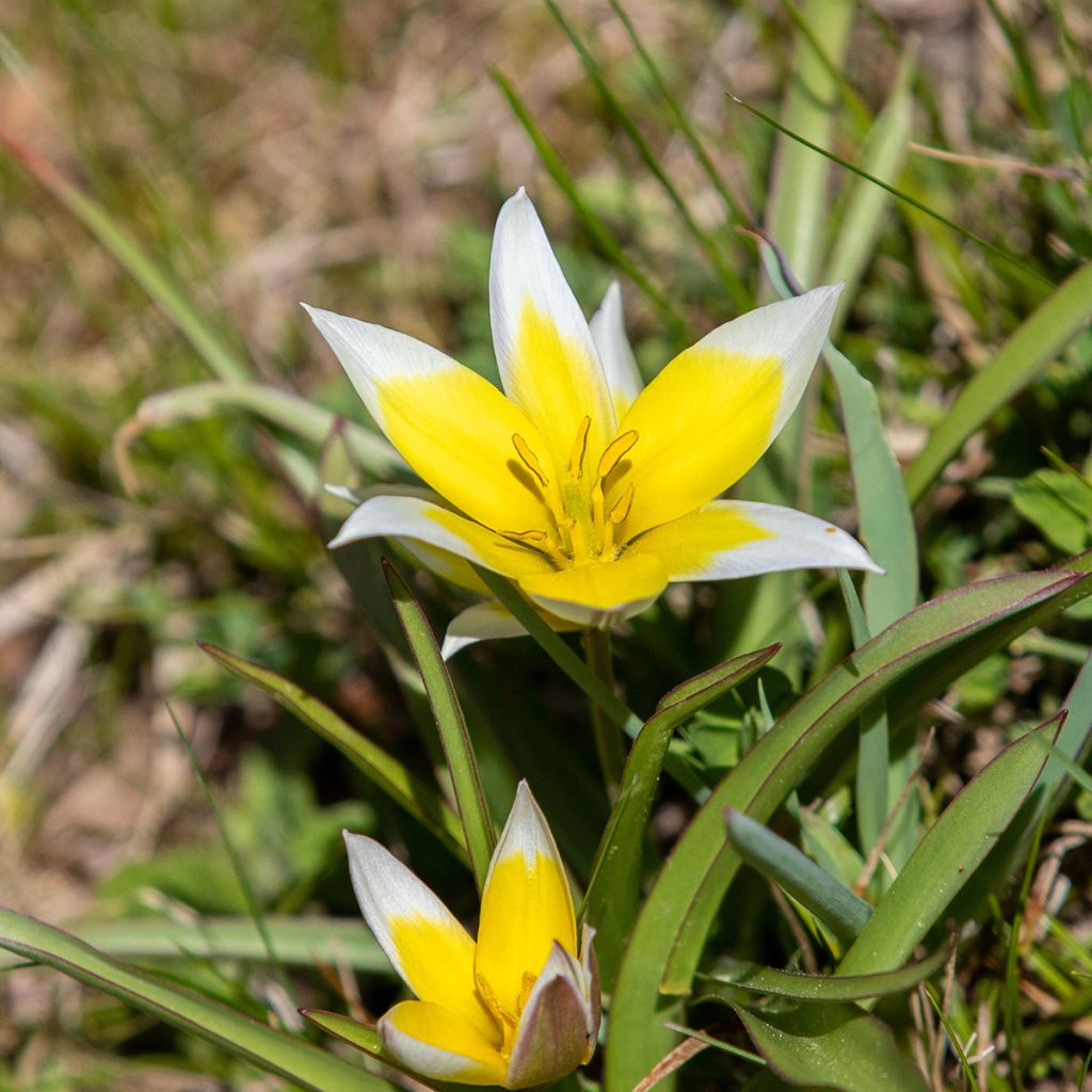 Tulipa tarda - Tulipan botánico