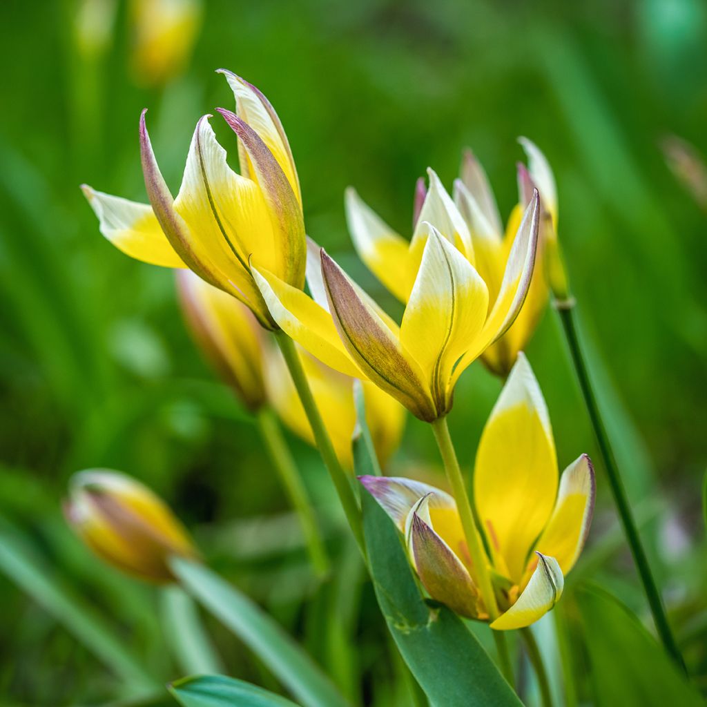 Tulipa tarda - Tulipan botánico