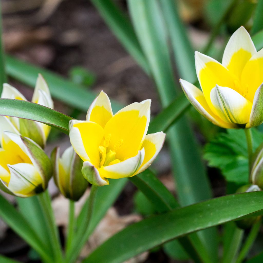 Tulipa tarda - Tulipan botánico