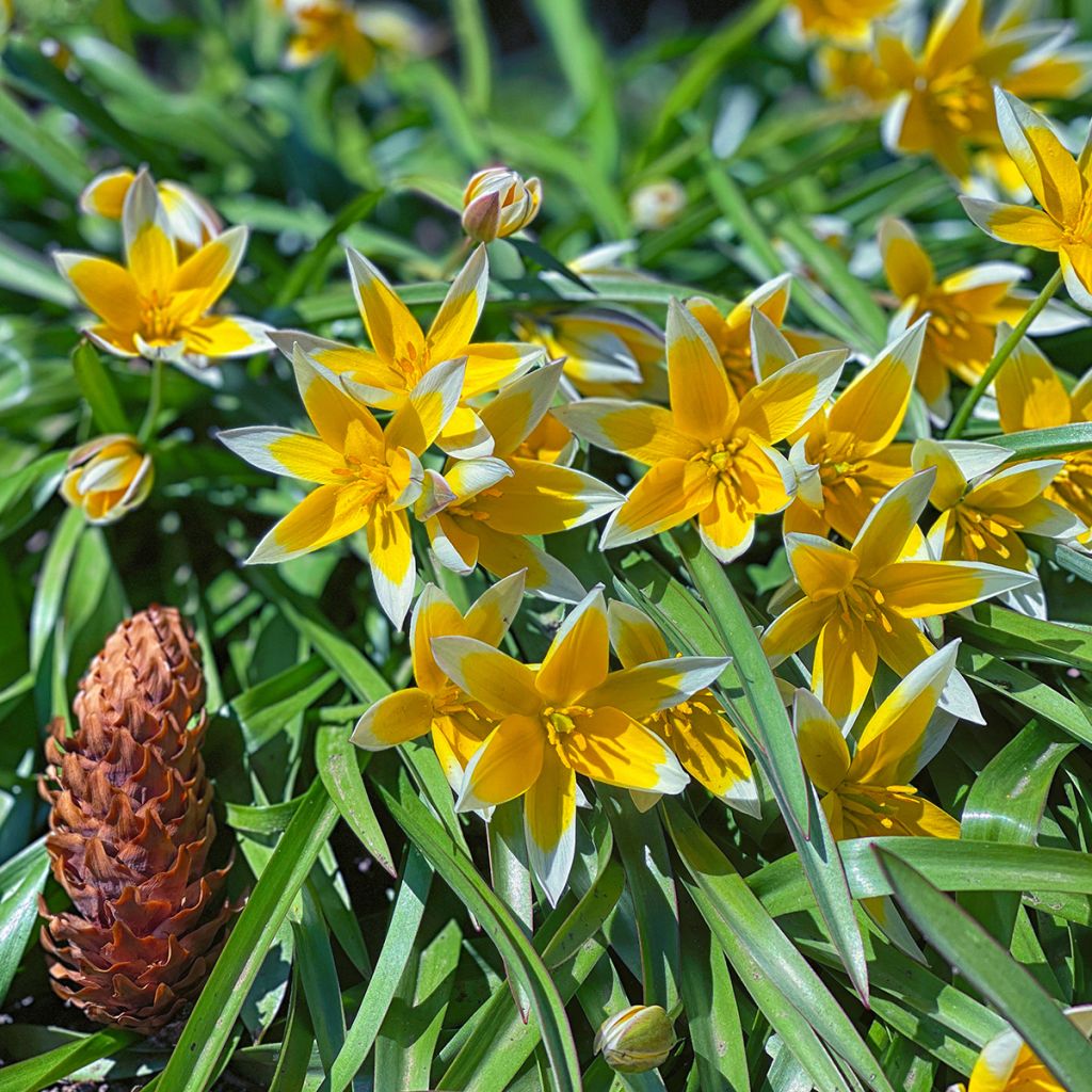 Tulipa tarda - Tulipan botánico